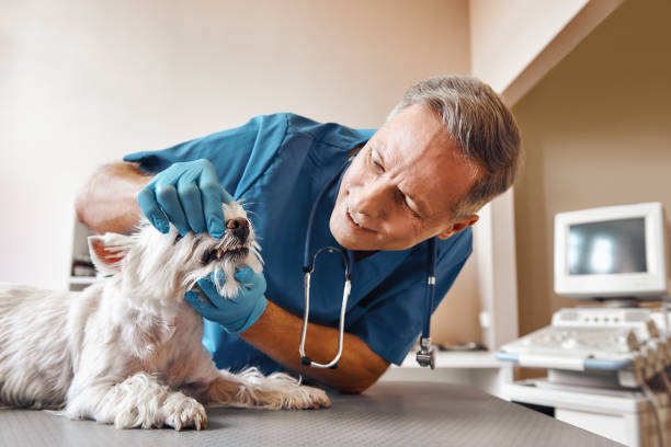 Best Emergency X-Rays and Diagnostics in North Middletown, NJ
